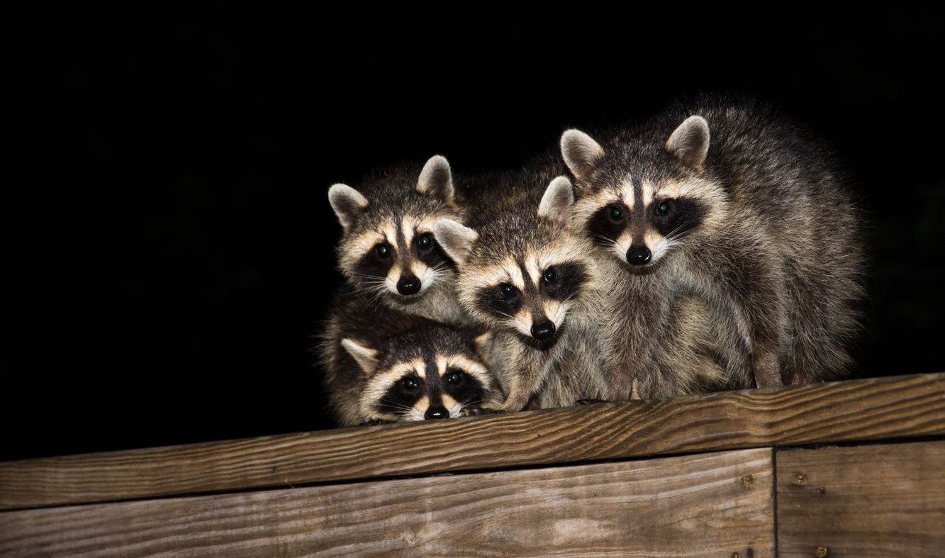 A group of racoons sitting on top of a wooden fence.