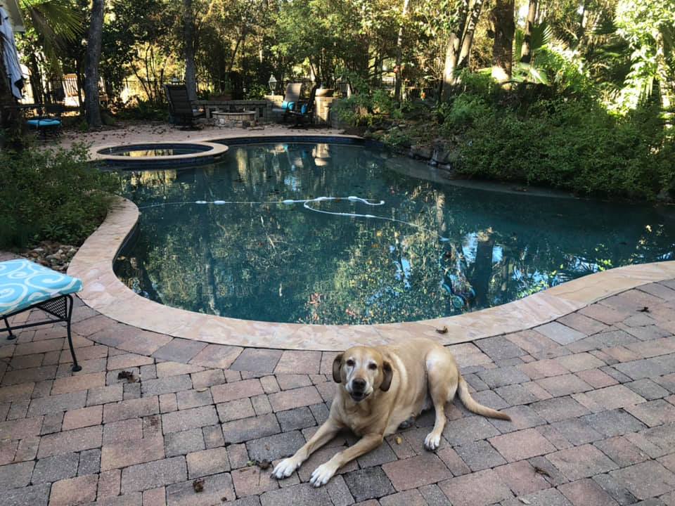 A dog laying on the ground near a pool.