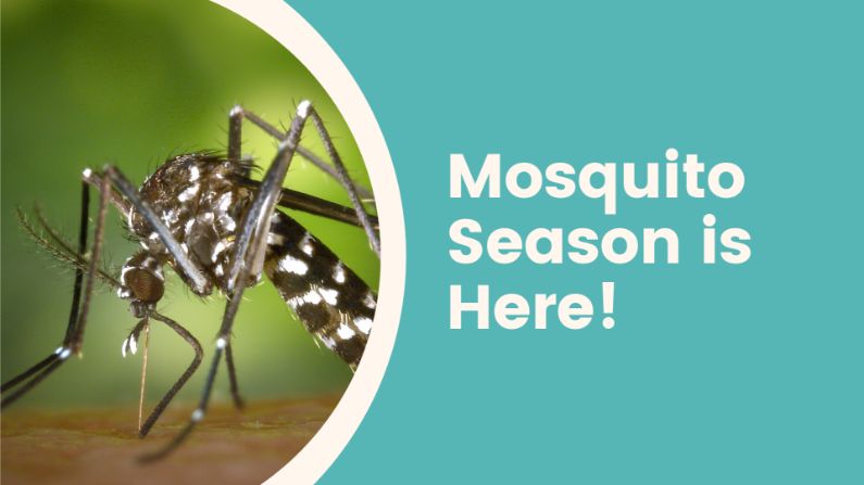 Mosquito Season is Here!