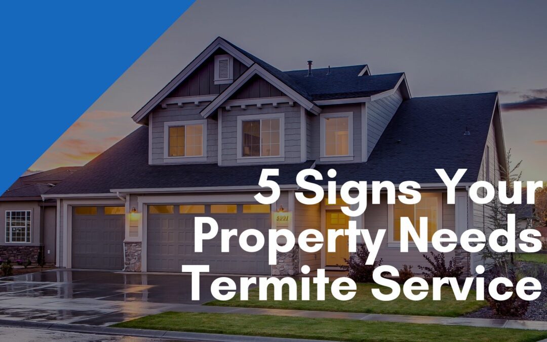 5 Signs Your Property Needs Termite Service