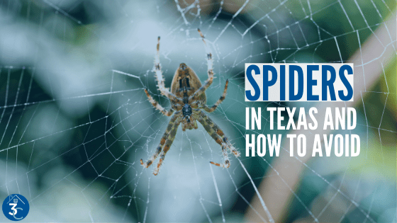 Spider Control in Texas: Getting Rid of and Avoiding 8-Legged Infestations