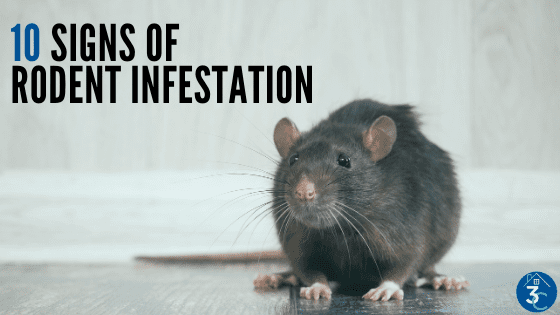 10 Signs of a Rodent Infestation