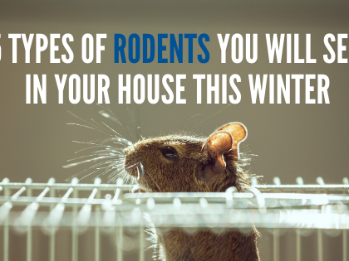 Rodents are looking for winter warmth. Here's how to keep them out of your  home