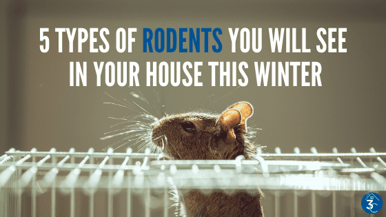 A rat in its cage with the caption, " types of rodents you will find in your house this winter."