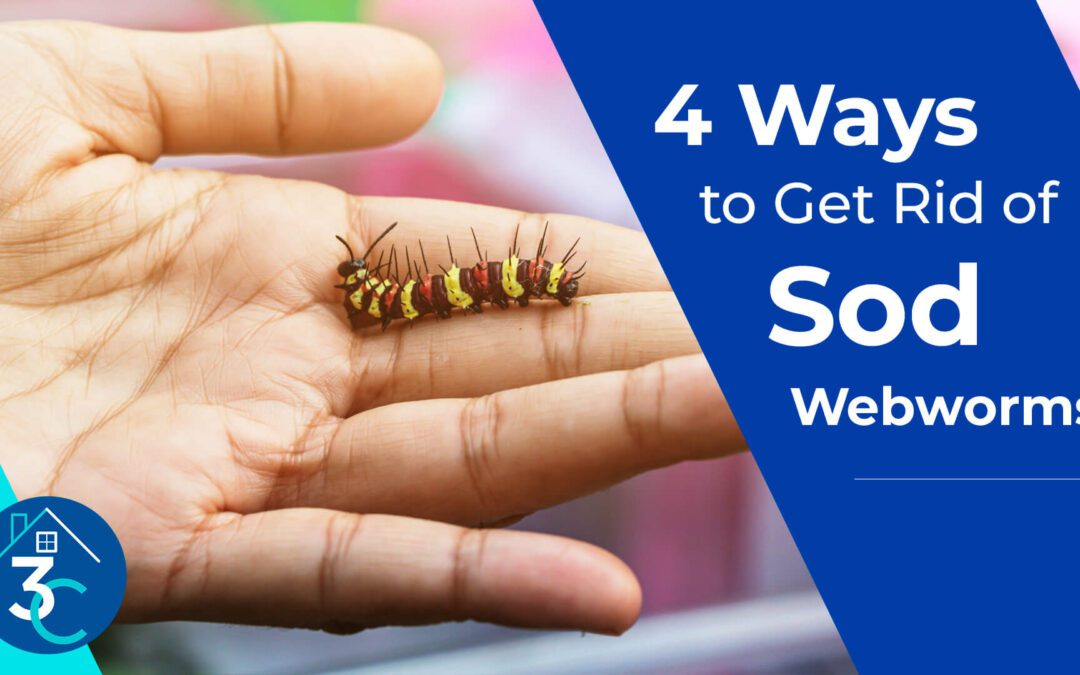 4 Ways to Get Rid of Sod Webworms