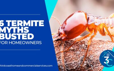 6 Termite Myths Busted for Homeowners