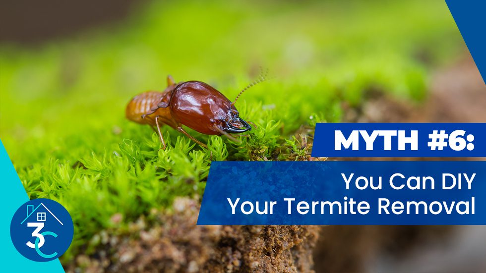 Myth-#6-You-Can-DIY-Your-Termite-Removal