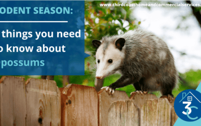 Rodent Season: 5 Things You Need to Know About Opossums